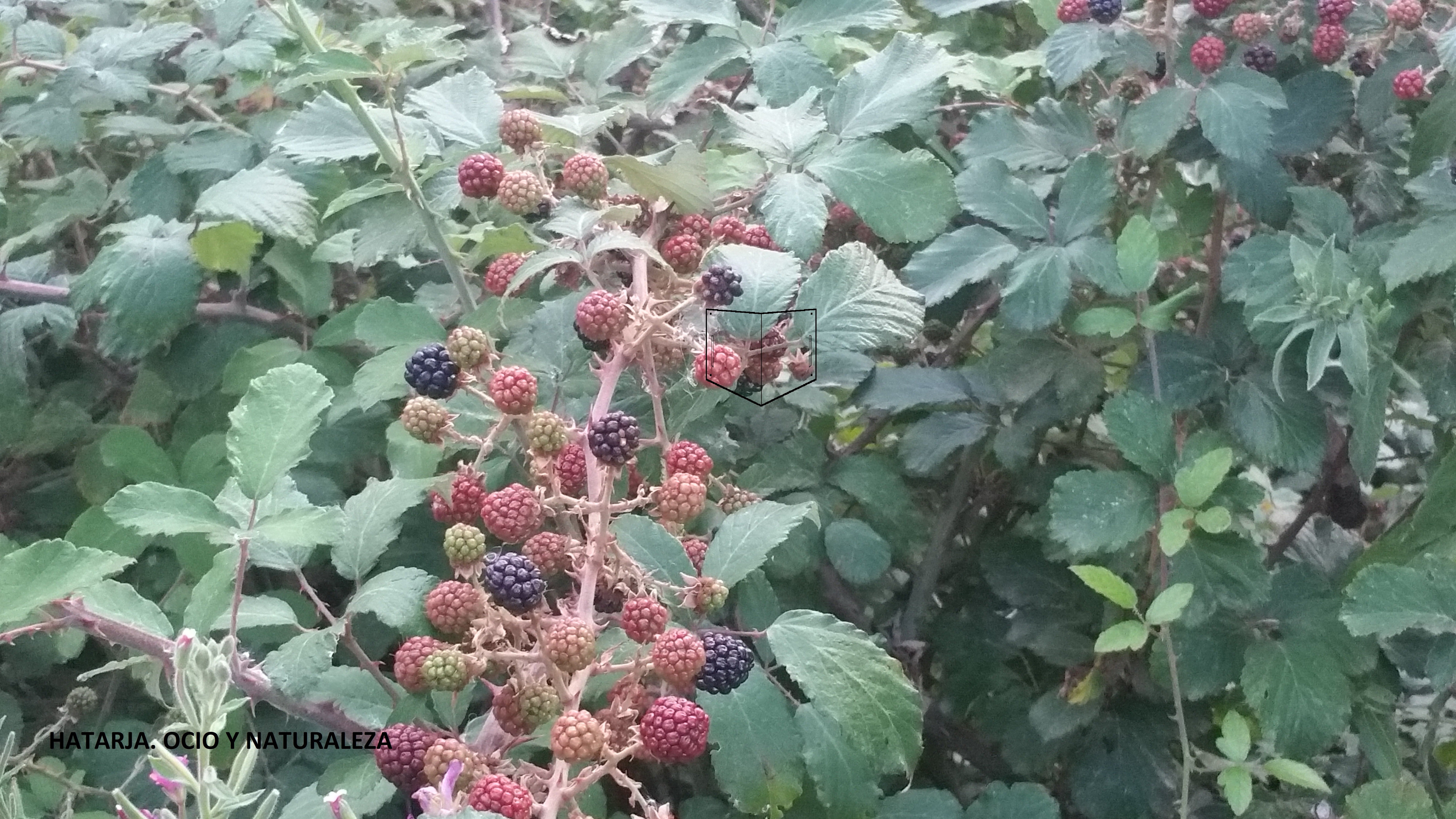 Frutos de zarzamora