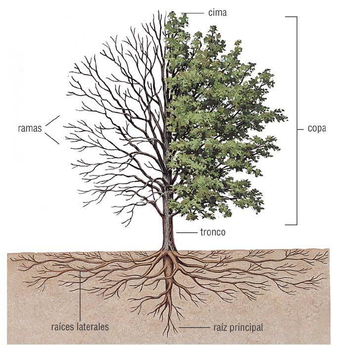 Esquema rbol