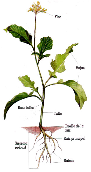 Esquema planta herbcea